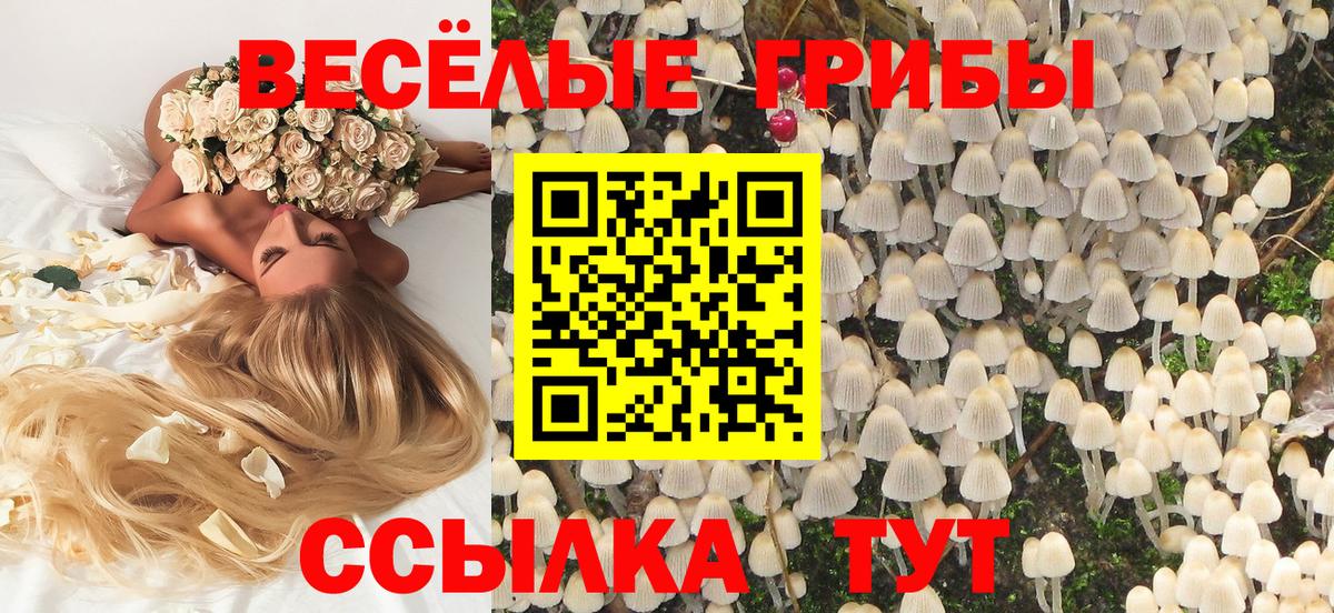 Галлюциногенные грибы Psilocybe Нурлат